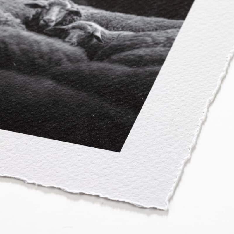 Epson Fine Art Cotton Textured Bright (print-on-demand) - deckled edge